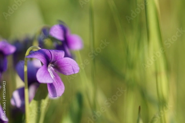 Fototapeta スミレの花