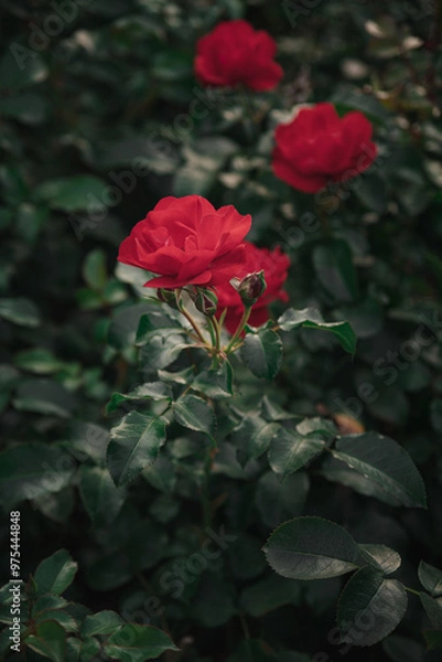 Fototapeta Red roses bloom amidst lush green foliage in a tranquil garden during summer, showcasing nature's beauty and vibrancy