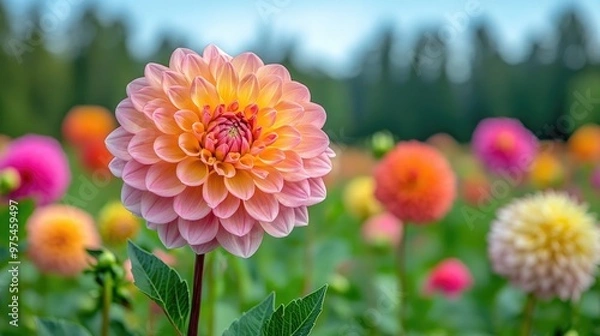 Fototapeta Beautiful pink dahlia flower blooming in a garden surrounded by colorful flowers
