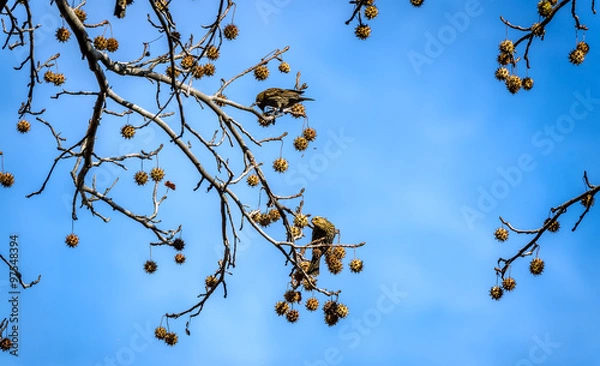 Obraz European Starlings feeding on Autumn tree seed pods
