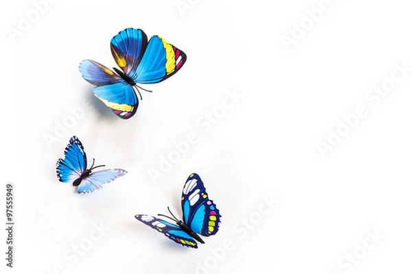 Obraz niebieski motyl na białym tle