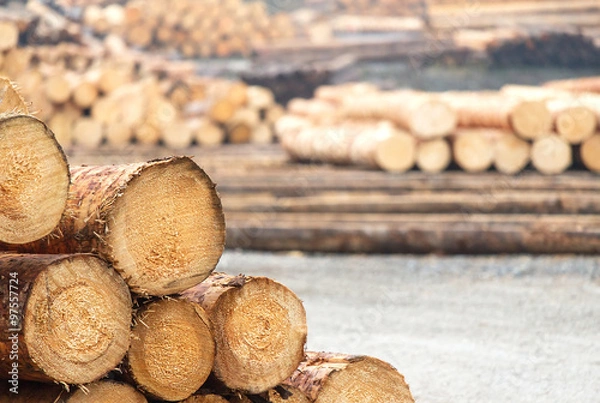 Obraz Pnie drzew - tartak