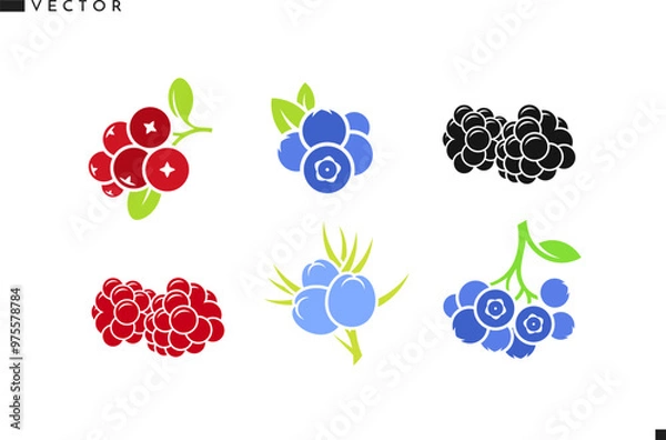 Obraz Fresh berries with leaves vector. Isolated raspberry blackberry blueberry cranberry and juniper berry