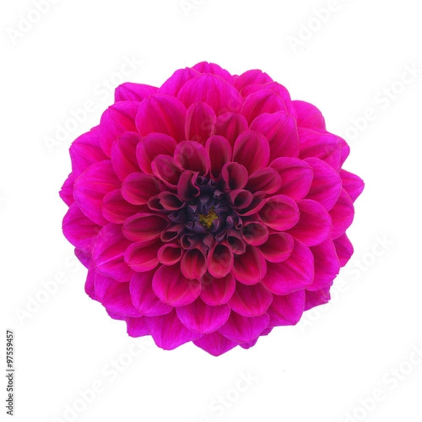 Obraz Purple dahlia isolated on white background