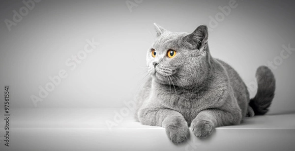 Obraz cat on a white background