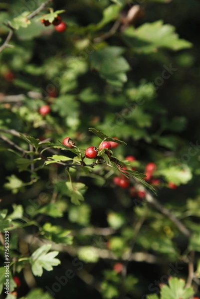 Obraz Close-up photos of berries found on a walk in the woods