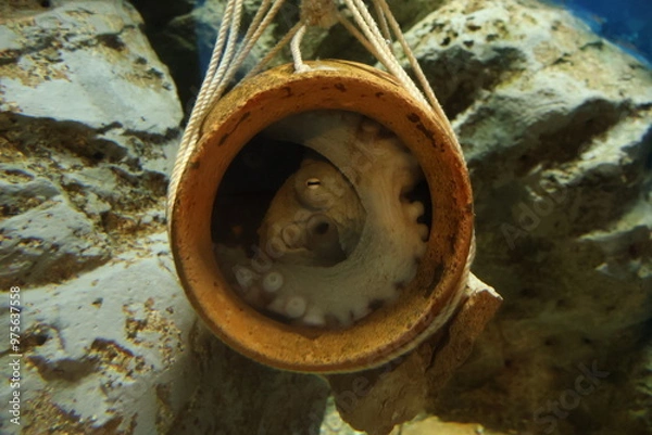Fototapeta 蛸壺で寝ているタコ, octopus trap