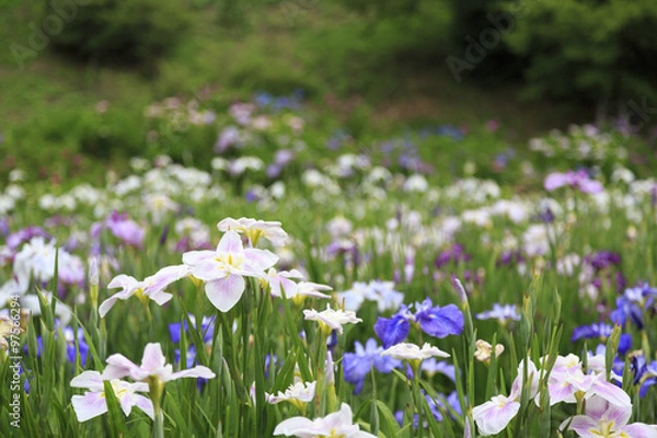 Fototapeta 横須賀しょうぶ園