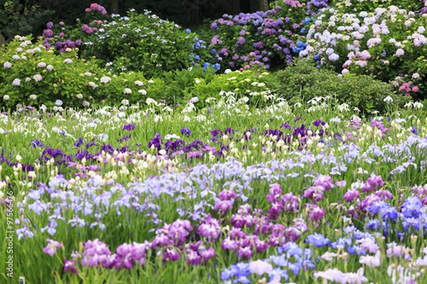 Fototapeta 横須賀しょうぶ園