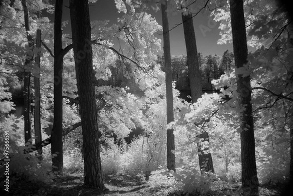 Obraz In the Forest. Light painted.