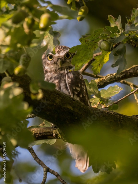 Obraz frog on a leaf
