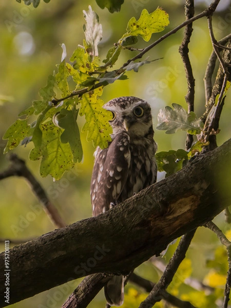 Obraz red tailed hawk