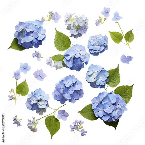 Fototapeta Flat Lay Of Blue Hydrangea Flowers And Green Leaves On Transparent Background