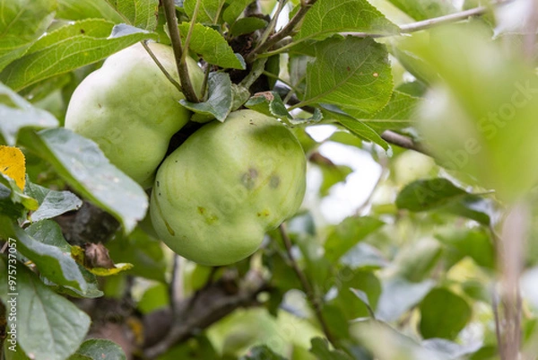 Obraz Quinces on the tree ready to be harvested.