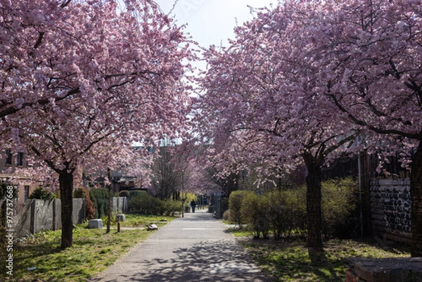 Obraz Cherry blossom in spring in Germany