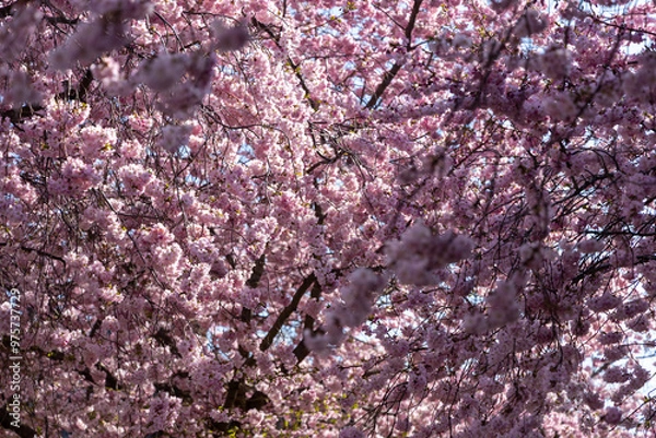 Obraz Cherry blossom in spring in Germany