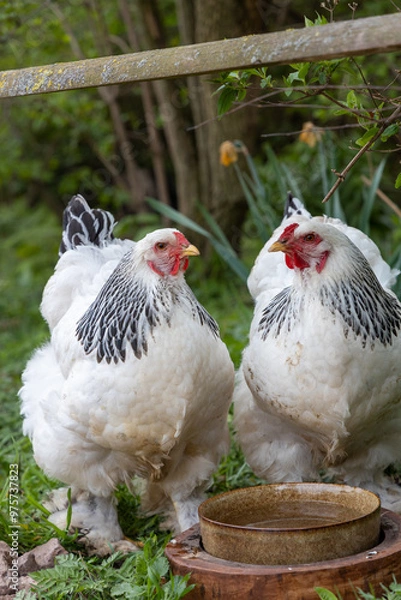 Obraz Brahma chickens make a zoo unsafe