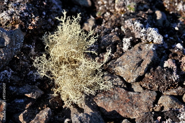 Fototapeta Arctic lichen
