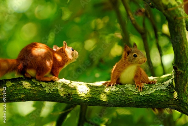 Fototapeta playing young squirrels