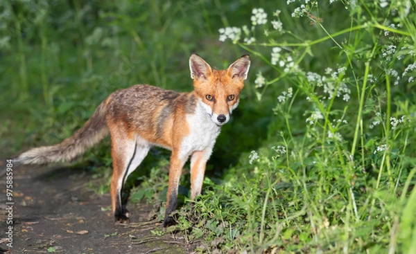 Obraz Portrait of a cute red fox cub standing in a forest