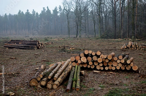Obraz Deforestation
