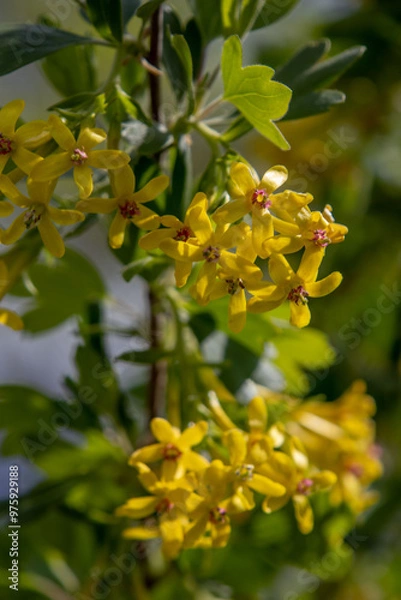 Obraz Yellow flowers - currant blossoms