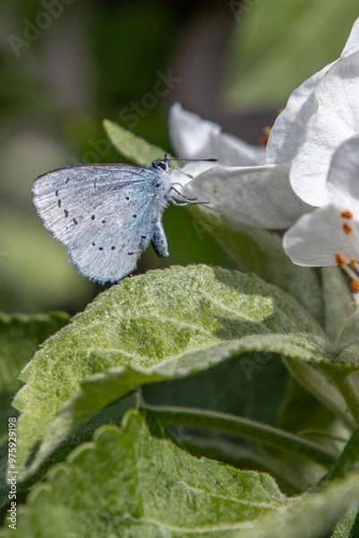Obraz Apple tree flowers close up