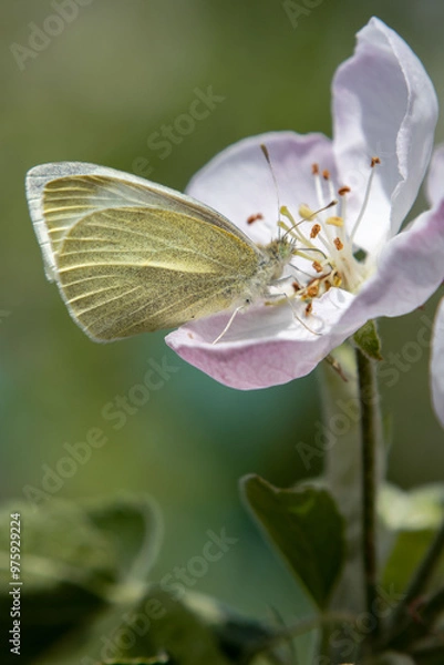 Obraz Apple tree flowers close up
