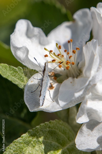 Obraz Apple tree flowers close up