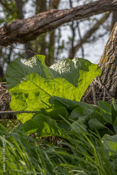 Obraz Large green burdock leaf