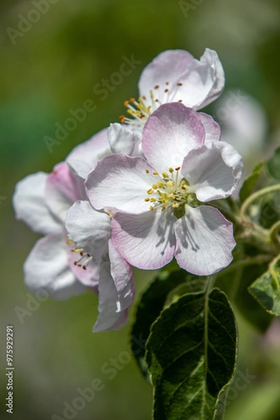 Obraz Apple tree flowers close up