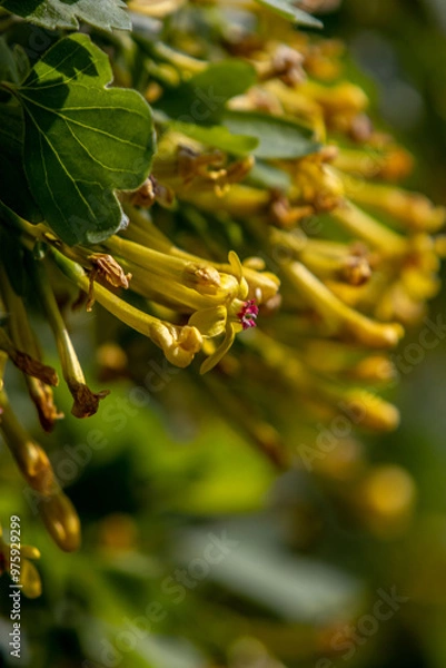 Obraz Yellow flowers - currant blossoms