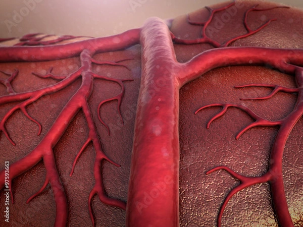 Fototapeta circulatory system, Capillary, Cardio-vascular