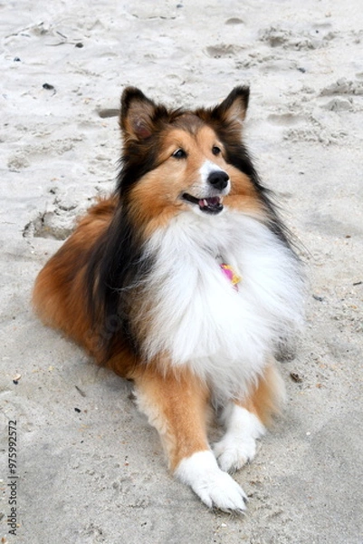 Obraz A beautiful, fluffy collie (dog) with brown, white and black hair laying on the beach with a big smile on its face.