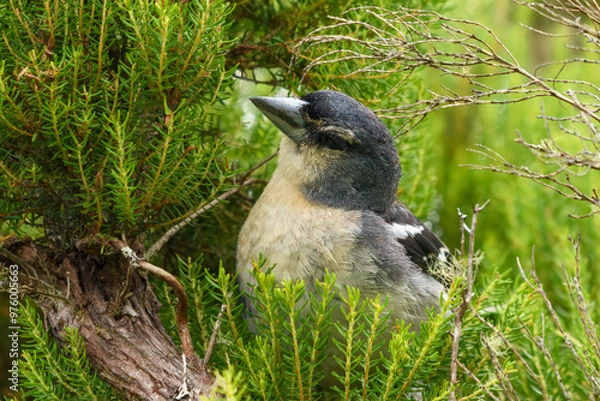 Fototapeta AN EURASIAN CHAFFINCH IN A TREE HEATHER.