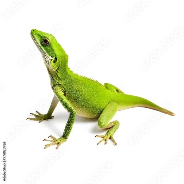 Obraz green lizard isolated on white