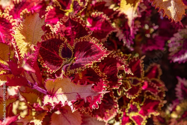 Obraz red background