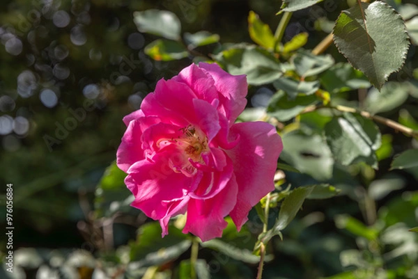 Obraz pink rose flower