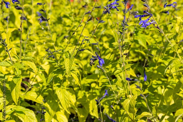 Obraz bee in the garden