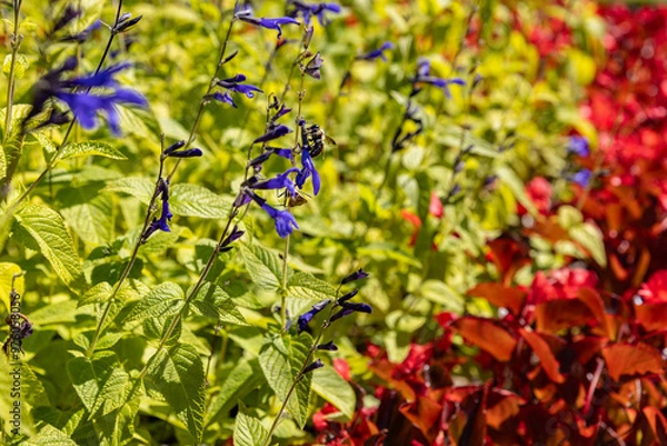 Obraz Nectar bumble bee