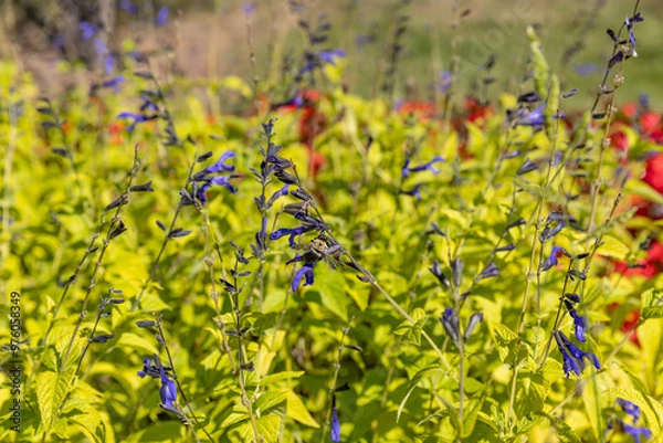 Obraz Bumble bee on prairie