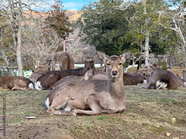 Fototapeta 奈良公園の鹿