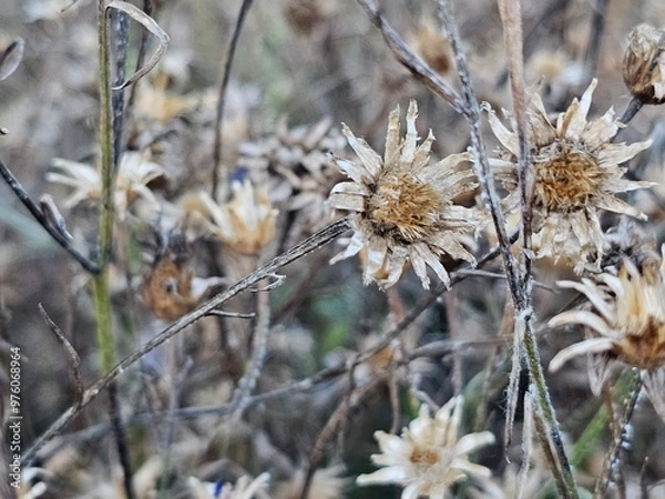 Obraz thistle in the snow,dry flowers