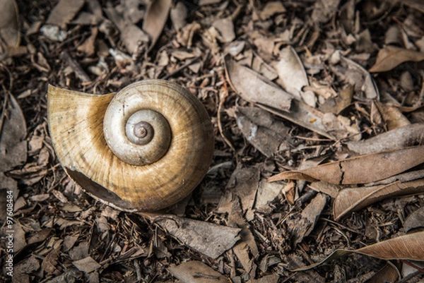 Fototapeta snail shell