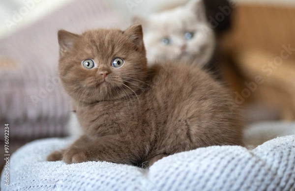 Fototapeta Edle Luxus Katze , imposant Britisch Kurzhaar und Langhaar