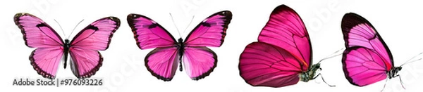 Fototapeta Beautiful pink butterflies in various stages of flight, showcasing their vibrant wings and elegant shapes against a transparent background.