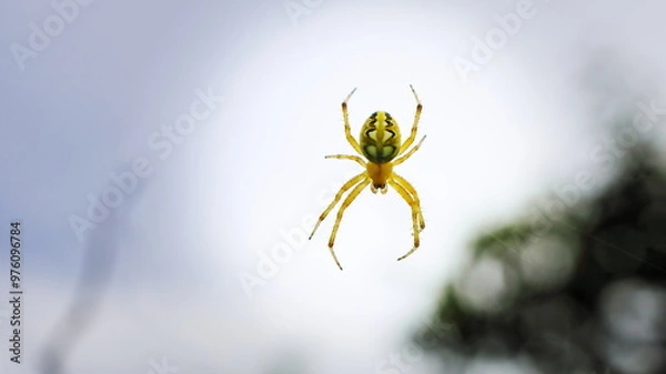Obraz spider in the garden