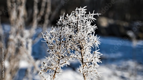 Obraz frost on branches