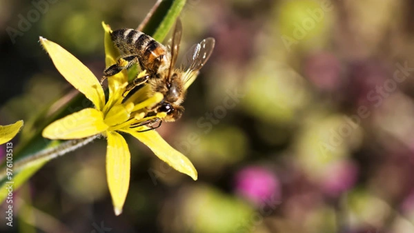 Obraz bee on yellow flower