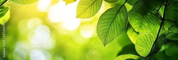 Fototapeta Sunlight filtering through vibrant green leaves, creating a captivating bokeh effect. This image evokes feelings of peace, nature, and growth. It symbolizes harmony, renewal, and the beauty of the nat